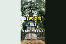 这处奇景，你看过么？#望城惜字塔 #塔树共生的奇观视频封面