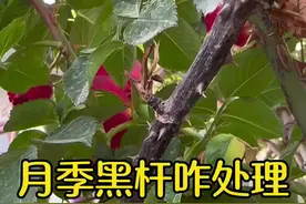 月季枝干出现黑杆怎么办 #月季 枝干干枯发黑你知道怎么处理吗？#养花小知识