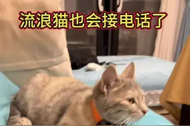 给猫咪带了几天的定位电话，每次打电话喊它回家都会马上回来，有两次接通后会回应主人了。