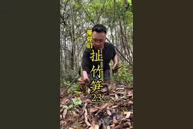 你看山里长了超多水竹笋、又肥又嫩又漂亮、拔的真过瘾、真是绝了 #竹笋 #大自然的馈赠 #野生竹笋 #拔竹笋 #小锅拔竹笋