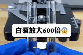 白酒啤酒混着喝，后果有多严重呢？#显微镜下的世界 #微观世界 #白酒视频封面