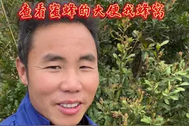 来到山上看到树叶上有蜜蜂拉的大便，注意观察还是可以找到蜜蜂的。视频封面
