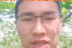 猕猴桃膨果前管理（一）——果实不转绿原因及处理#农业技术推广 #猕猴桃 #发黄视频封面
