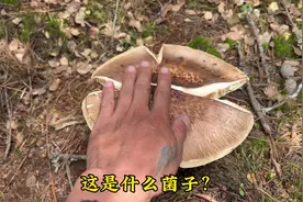 野生菌大全，看看你都认识哪些野生菌？#上山采蘑菇 #牛肝菌
