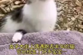 女子在大街上偶遇跑丢半年的猫咪，它已经生了好多宝宝视频封面