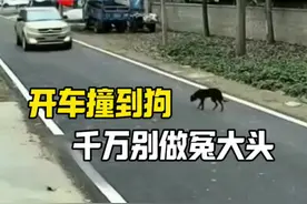 开车撞到狗，你知道怎么处理才正确吗#每天一个用车知识 #汽车知识