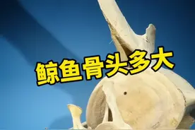 鲸鱼到底有多大，有没有更直观一点的对比 #鲸鱼 #鲸落 #海洋生物 #冷知识 #科普视频封面