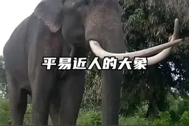 你见过如此平易近人的大象吗？分享女孩一家与大象友好相处的场面#野生动物零距离 #动物的迷惑行为视频封面