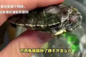 巴西龟眼睛肿了睁不开怎么办？#巴西龟 #乌龟 #宠物龟 #养龟视频封面