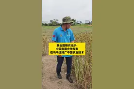 #联合国粮农组织- 中国#南南合作 专家@高粱飞马 在乌干达测试并收获卢韦罗试验点#五指小米。又称龙爪稯（Eleusine coracanaGaertn），又名#鸡爪谷、鸭脚粟、鸭爪稗［bail、穆子、碱谷等。 龙爪櫻禾本科（Gramineae）穇属（Eleusine）一年生草本植物，起源于非洲，分布于东半球热带及亚热带地区，其主栽区在乌干达、肯尼亚、印度、尼泊尔等地。中国湖南、安徽、广西、河南、西藏、陕西等省区均有分布。#科普视频封面