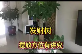 发财树摆放方位有讲究#住宅有讲究 #招财进宝 #风水玄学