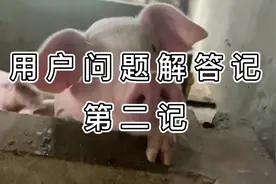 认养小猪流程来啦 #农村土猪 #原创视频 #纯粮食猪肉 #小云猪视频封面