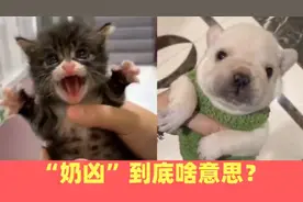 【沙雕动物】同样是幼崽，小奶猫和小奶狗，哪个萌到你了！