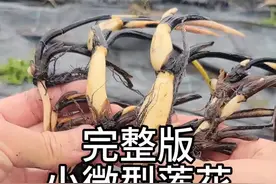 碗莲不一定要翻盆，翻盆分藕就用这个方法比较好。#爱生活爱养花 #花卉绿植 #种植小技巧 #荷花 #种花视频封面