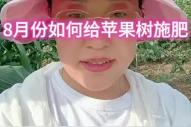 8月份如何给苹果树施肥#苹果施肥#8月份如何施肥#抖音助农 #支持三农扶持三农发展 #2024新农人计划