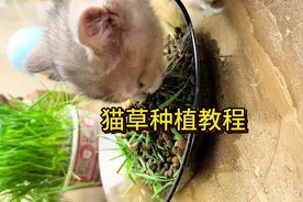 猫咪肚子里有毛怎么办？在家种猫草，简单有健康视频封面