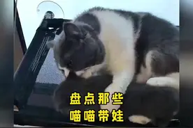 盘点那些带娃的猫咪～别说人了，猫带娃也崩溃呀～视频封面