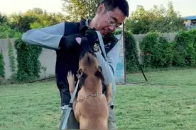 马犬刚来有很多都胆小敏感，咱们来看看这只小马犬的表现。#训犬 #训犬师 #训犬学校