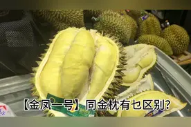 金凤一号，不是品种， 只是一个品牌名字。 都是泰国金枕榴莲。。视频封面