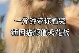 一分钟带你看完缅因猫颜值天花板，评论区告诉我最喜欢哪个#缅因猫#霸气缅因猫 #记录猫咪日常 #萌宠出道计划 @绒绒的缅因猫