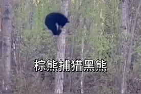 棕熊捕猎黑熊 #看动物世界品百味人生 #野生动物零距离