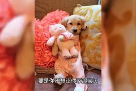 狗子发情期怎么处理#狗最难熬的三个阶段视频封面