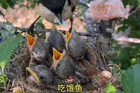 小鸟爱吃饿鱼肉 #保护鸟类 #我的乡村生活