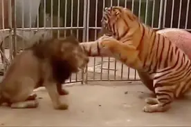 老虎VS狮子谁更厉害？ #老虎 #狮子 #动物世界 #动物科普 #老虎VS狮子