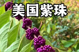 自然界中罕见的亮紫色小果子——紫珠，全株有药用，果实可食用，叶子可制作驱蚊水。#植物科普 #紫珠 #美国紫珠#药用植物 #野果视频封面