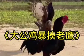 大公鸡的实力有多强，居然暴揍老鹰#野生动物零距离 #解说版动物世界 #神奇动物在抖音 #内容启发搜索视频封面