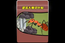 堪称自然界最伟大的建筑大师 - 切叶蚁视频封面