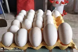 鹅蛋营养与功效分享一下，建议每天1-2个哦，营养价值蛋中天花板视频封面