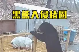 黑熊入侵豬圈，卻被兩豬逼的落荒而逃#狂野动物#动物 视频封面