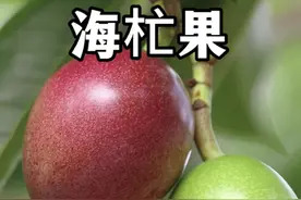 遇到这种植物一定要注意，它常种植在南方沿海地区，果实有剧毒。#植物科普 #海芒果 #有毒植物 #自然奇境科普季视频封面