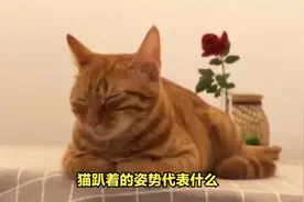 猫趴着的姿势代表什么？#科学养宠攻略 #宠物知识 #养猫人
