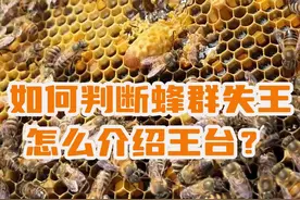 如何判断蜂群失王？如何介绍王台？#养蜂技术分享 #新农人计划2024  #三农 #养蜂人 #中蜂养殖视频封面