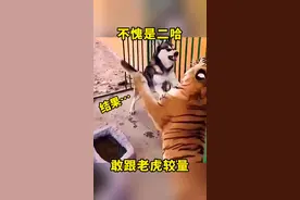 不愧是二哈，敢跟老虎动手#搞笑配音#搞笑视频#这狗成精了 #狗子的迷惑行为 #二哈智商视频封面