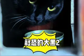 小猫咪知道自己被遗弃了吗？被遗弃的小猫咪会有什么样的反应，这只大黑来到这已经一个星期了，看看这星期的变化吧#我和流浪猫的故事 #黑猫 #当流浪猫被人收养视频封面