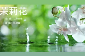 好一朵美丽的茉莉花#花的世界很美 🌹#视频封面