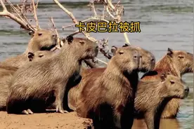 美洲豹抓捕卡皮巴拉 #卡皮巴拉 #弱肉强食的动物世界