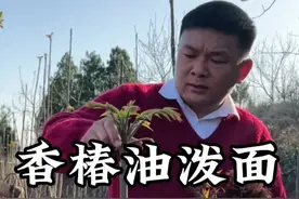 油泼香椿面 春天的味道，来一碗油泼香椿面！ #新农人计划2025 #抖音乡村生活家 #农村美食 #家的味道 #香椿视频封面