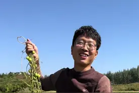 难忘的植物马泡瓜 记得小时候每次在田野里发现了马泡瓜，就会把它们带到学校里和同学一起当做零食吃。再次见到马泡瓜的时候已经是三十多年之后的事情了。是啊，童年美好的时光已经渐行渐远，但曾经承载着我们欢乐的马泡瓜，却在脑海中挥之不去。你有多久没见过马泡瓜了呢？#抖音知识年终大赏 #识百草 #马泡瓜 #内容启发搜索  #大自然的馈赠 @抖音短视频