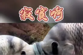 罗非鱼亲嘴接吻，这让单身男女如何顶得住？#户外钓鱼 #钓鱼人 #抖音钓鱼人 #神奇动物在抖音 #户外
