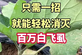 只需一招就能轻松消灭百万白飞虱#三农 #分享农业知识帮农民增产增收 #病虫害防治视频封面
