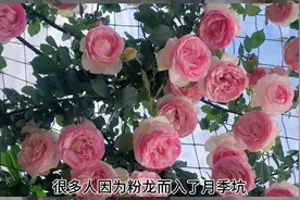 粉龙大概是每个养花人的梦想，看看这几款跟粉龙差不多的月季花吧视频封面