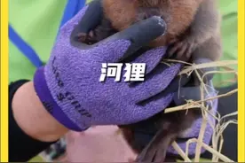 #神奇动物在抖音 #动物科普 #奇妙的动物 河狸