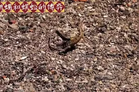 蜥蜴和蜈蚣俩毒物较量 #神奇动物在抖音 #人与自然万物和谐共处视频封面