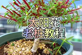 新手小白太阳花养成老桩的教程来了#太阳花 #太阳花老桩视频封面