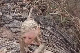 小姐姐在郊外偶遇一只落单的小猴 好心收养后还给她带来意外惊喜#治愈视频封面