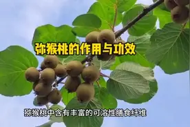猕猴桃润肠止渴的作用与功效，老人，儿童应多食猕猴桃。视频封面